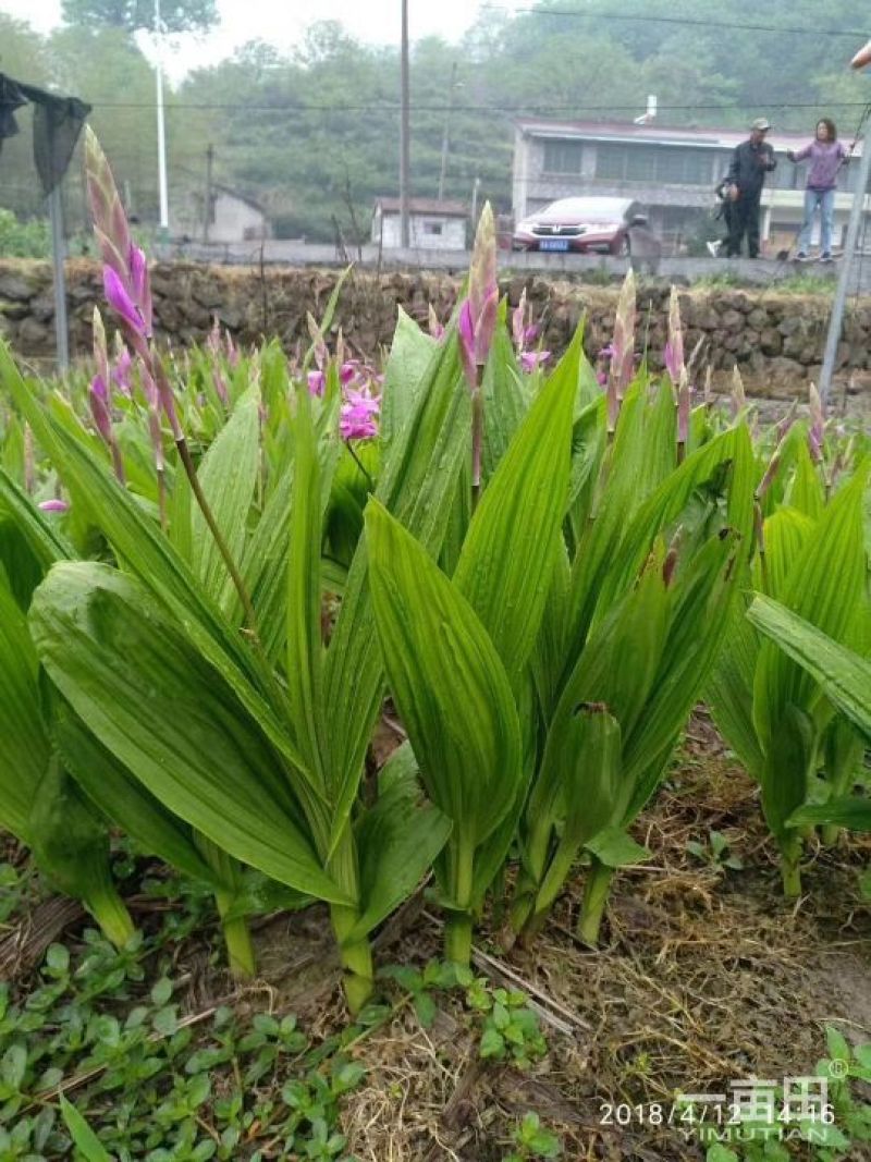 白芨种苗10~20cm
