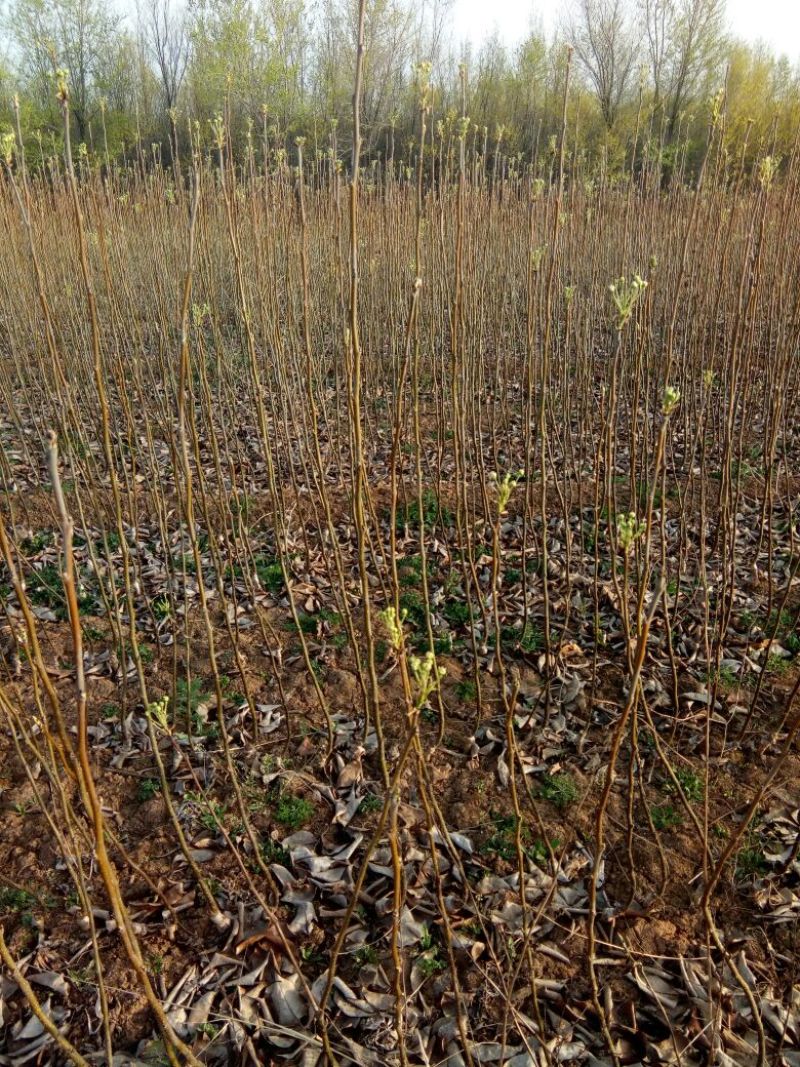 农户自己种植玉露香梨树苗低价销售中独根花根都有。