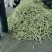 临沂市莒南九里白芸豆大量上市可视频看货欢迎咨询