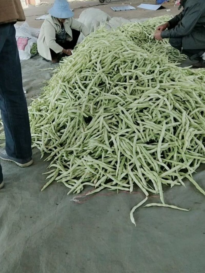 临沂市莒南九里白芸豆大量上市可视频看货欢迎咨询