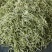 临沂市莒南九里白芸豆大量上市可视频看货欢迎咨询
