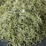 临沂市莒南九里白芸豆大量上市可视频看货欢迎咨询