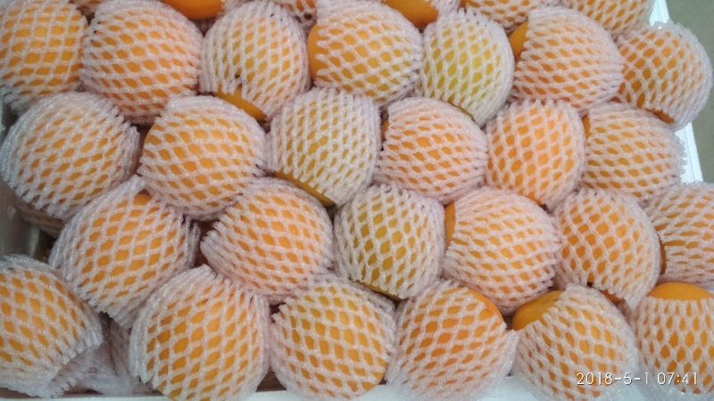 金太阳杏45mm以上