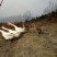 野生放养水果虫草土鸡
