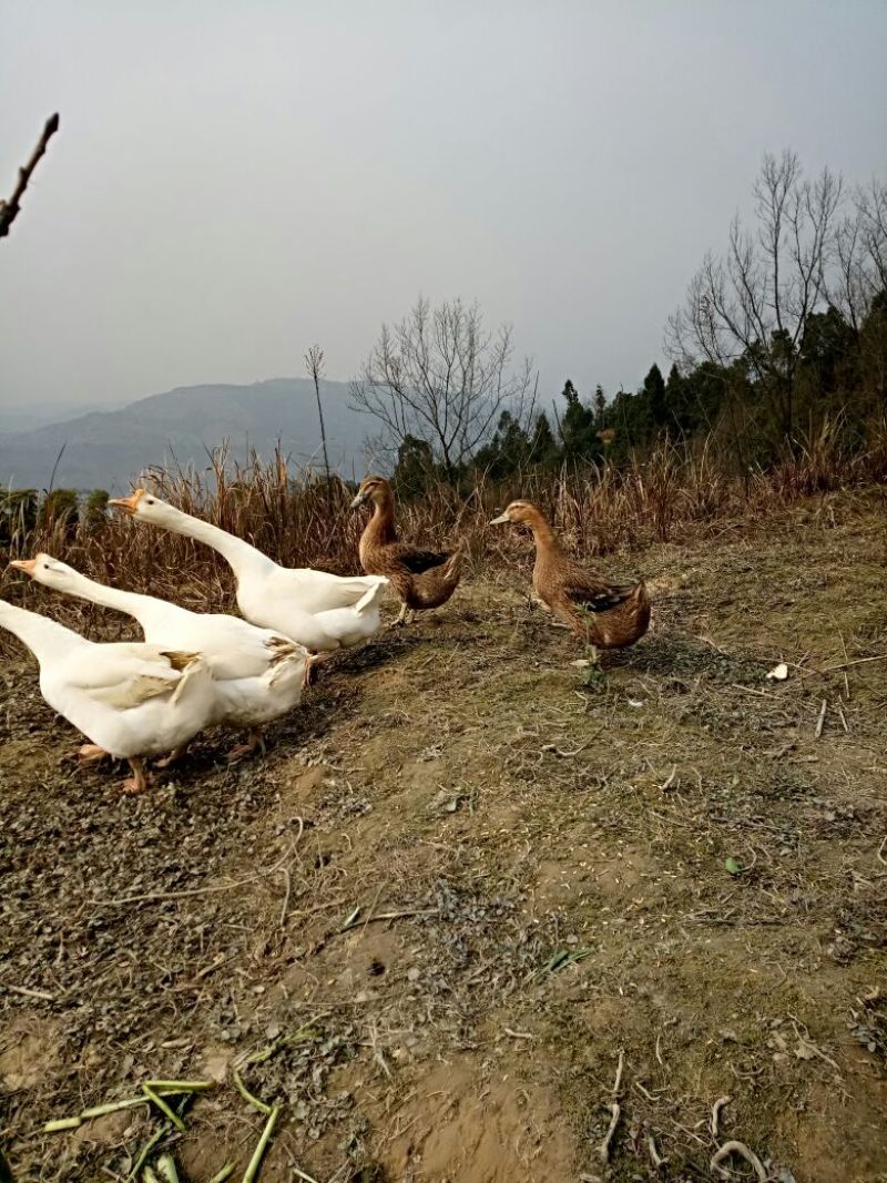 野生放养水果虫草土鸡
