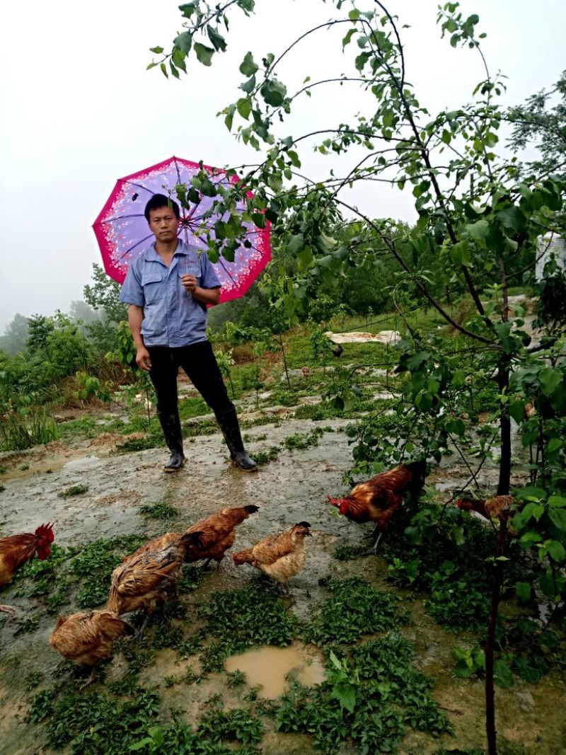 野生放养水果虫草土鸡
