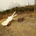 野生放养水果虫草土鸡蛋