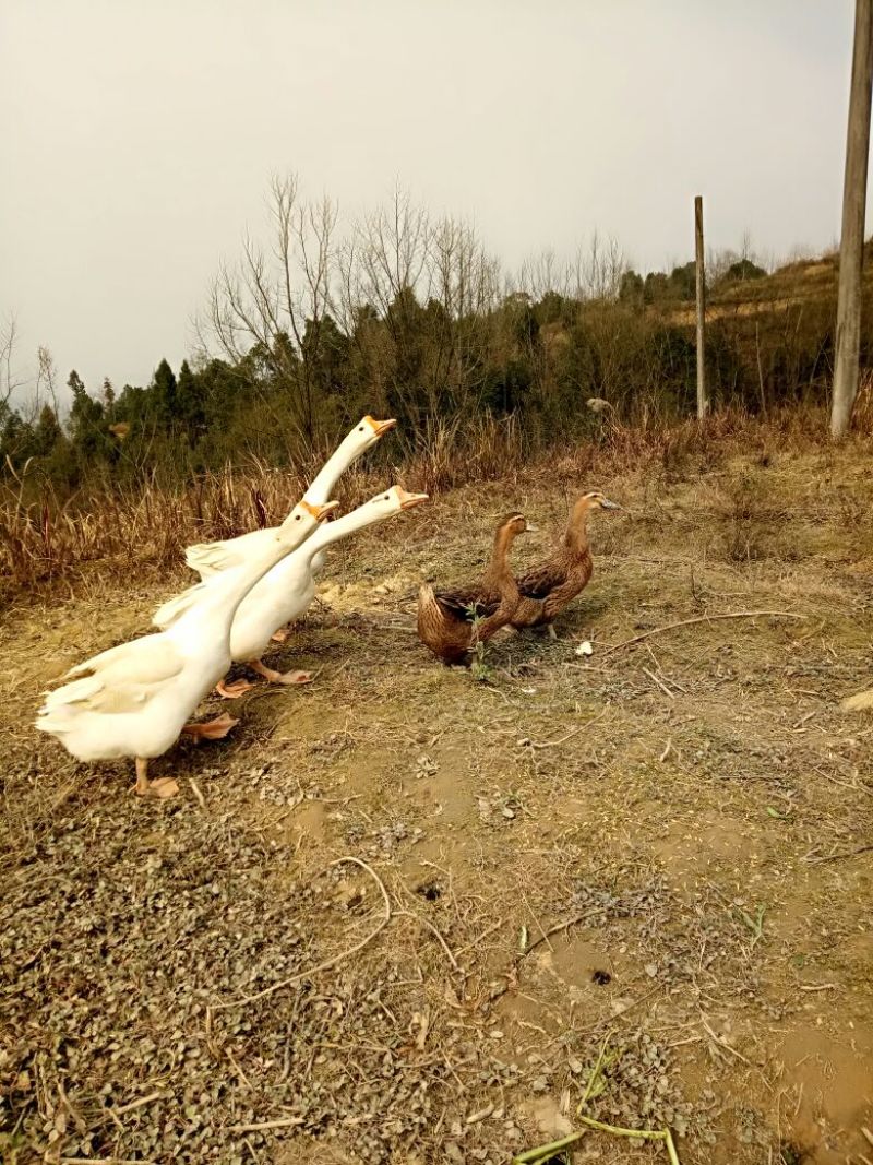 野生放养水果虫草土鸡蛋