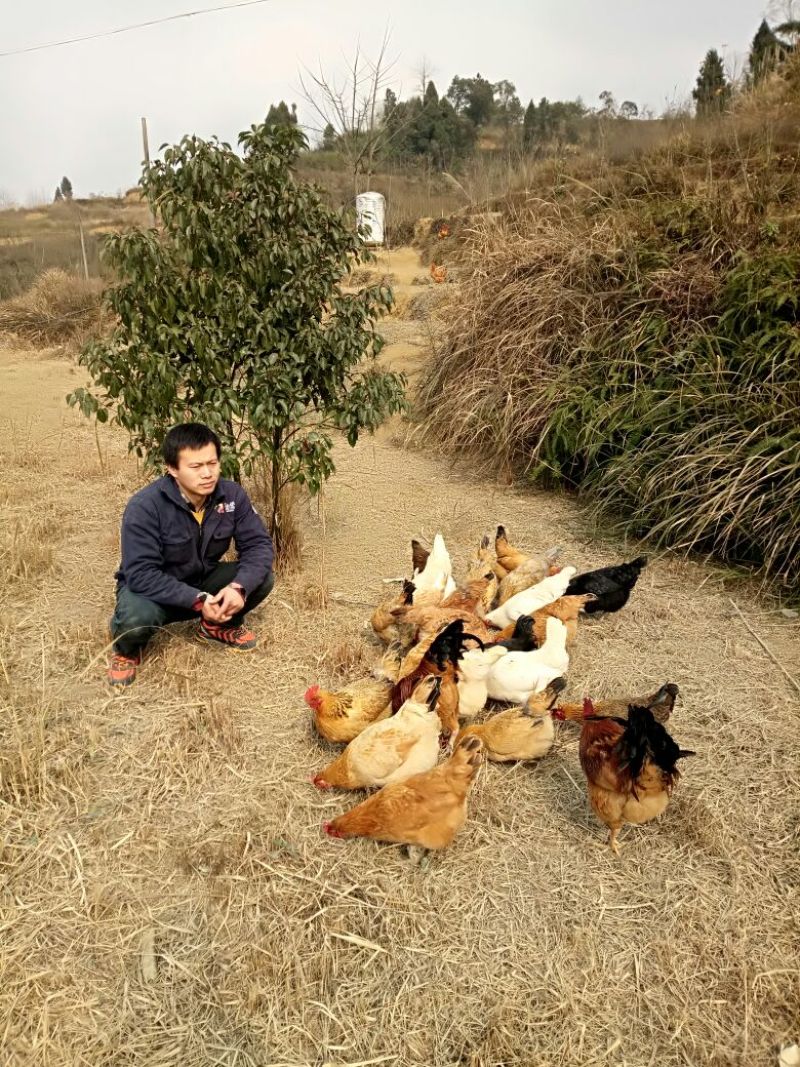 野生放养水果虫草土鸡蛋