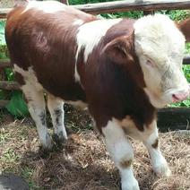 西门达尔牛犊出售（150――300）公斤