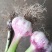 大蒜5cm~5.5cm鲜蒜