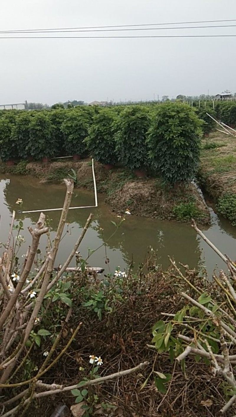 鹅掌柴叶片好，范围大