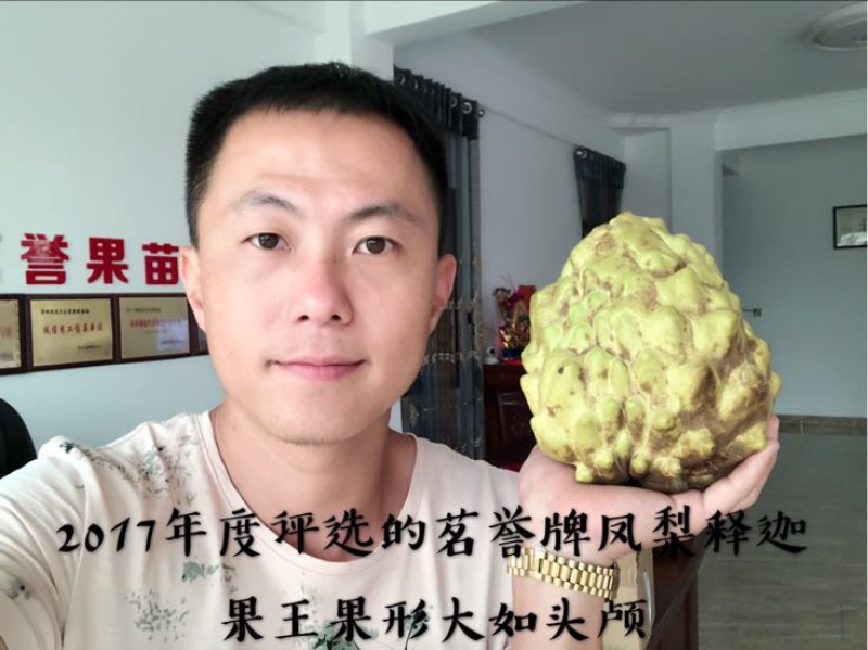 台湾凤梨释迦苗台湾引进
