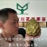 台湾凤梨释迦苗台湾引进