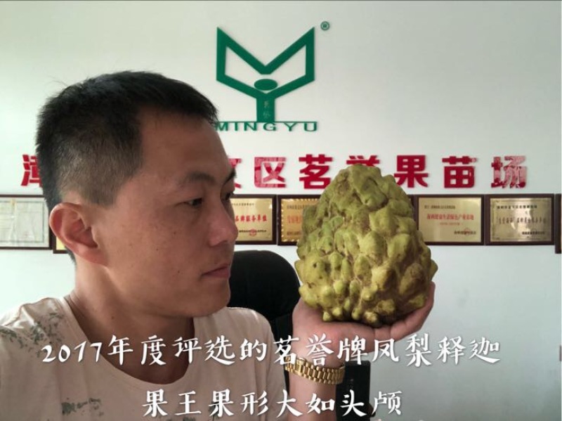 台湾凤梨释迦苗台湾引进