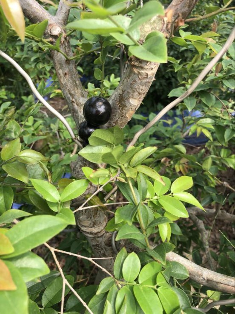 嘉宝果树苗6年