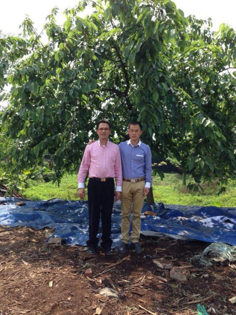 台湾凤梨释迦苗台湾引进