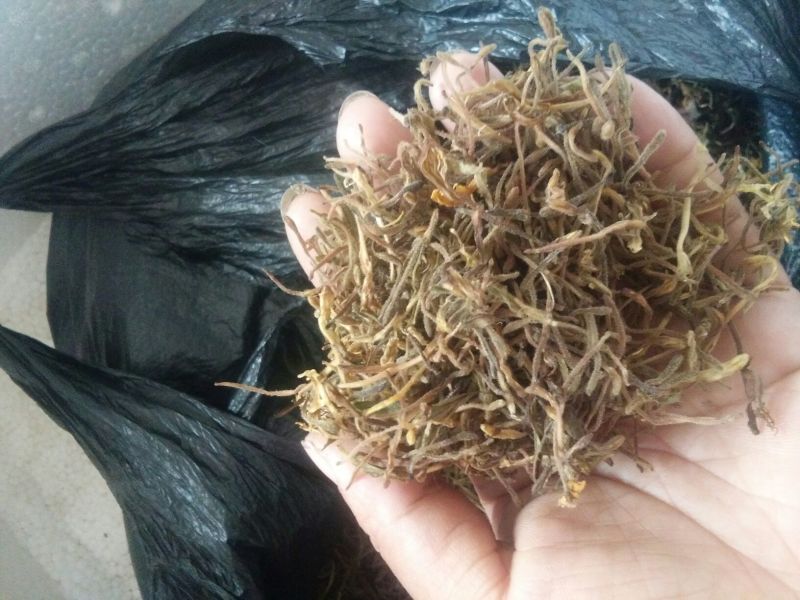 金银花