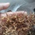 金银花