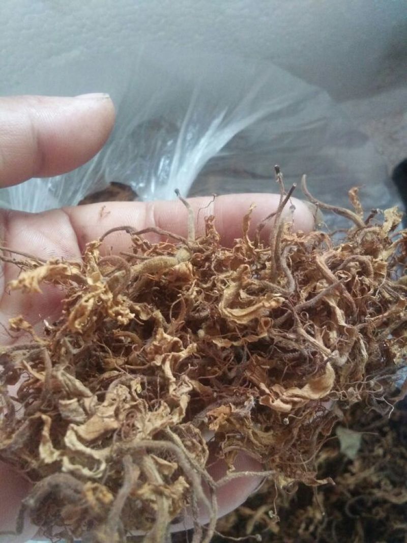 金银花
