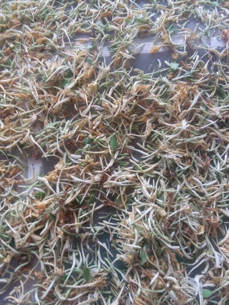 金银花