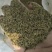 蒲公英25cm以上