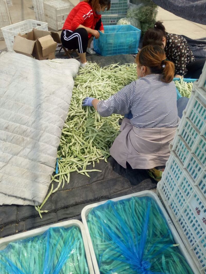 白不老15cm以上