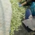 白不老15cm以上