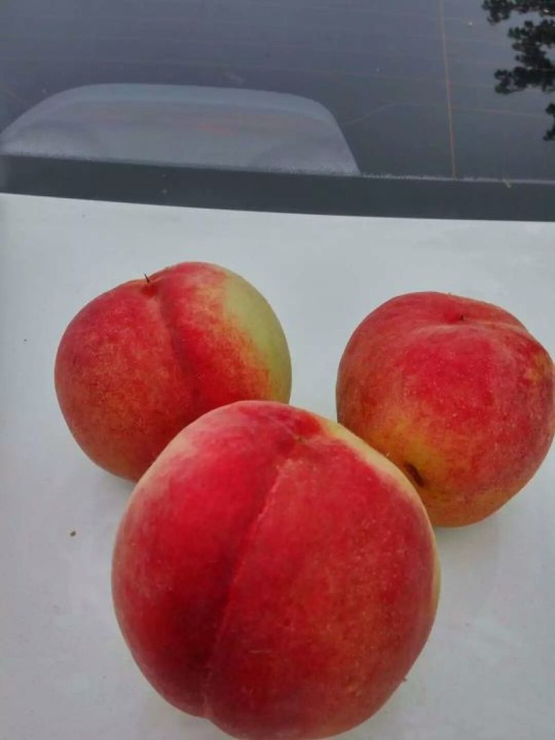 各品种桃子丰产价廉！各品种桃子丰产价廉！各品种桃子丰产价