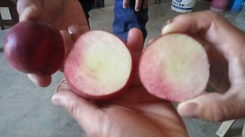 各品种桃子丰产价廉！各品种桃子丰产价廉！各品种桃子丰产价
