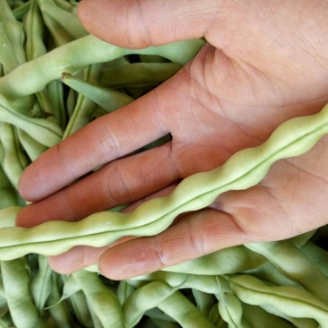 大青肉豆，豆角8~15厘米