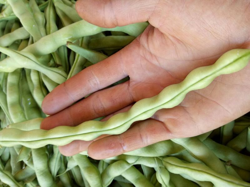 大青肉豆，豆角8~15厘米