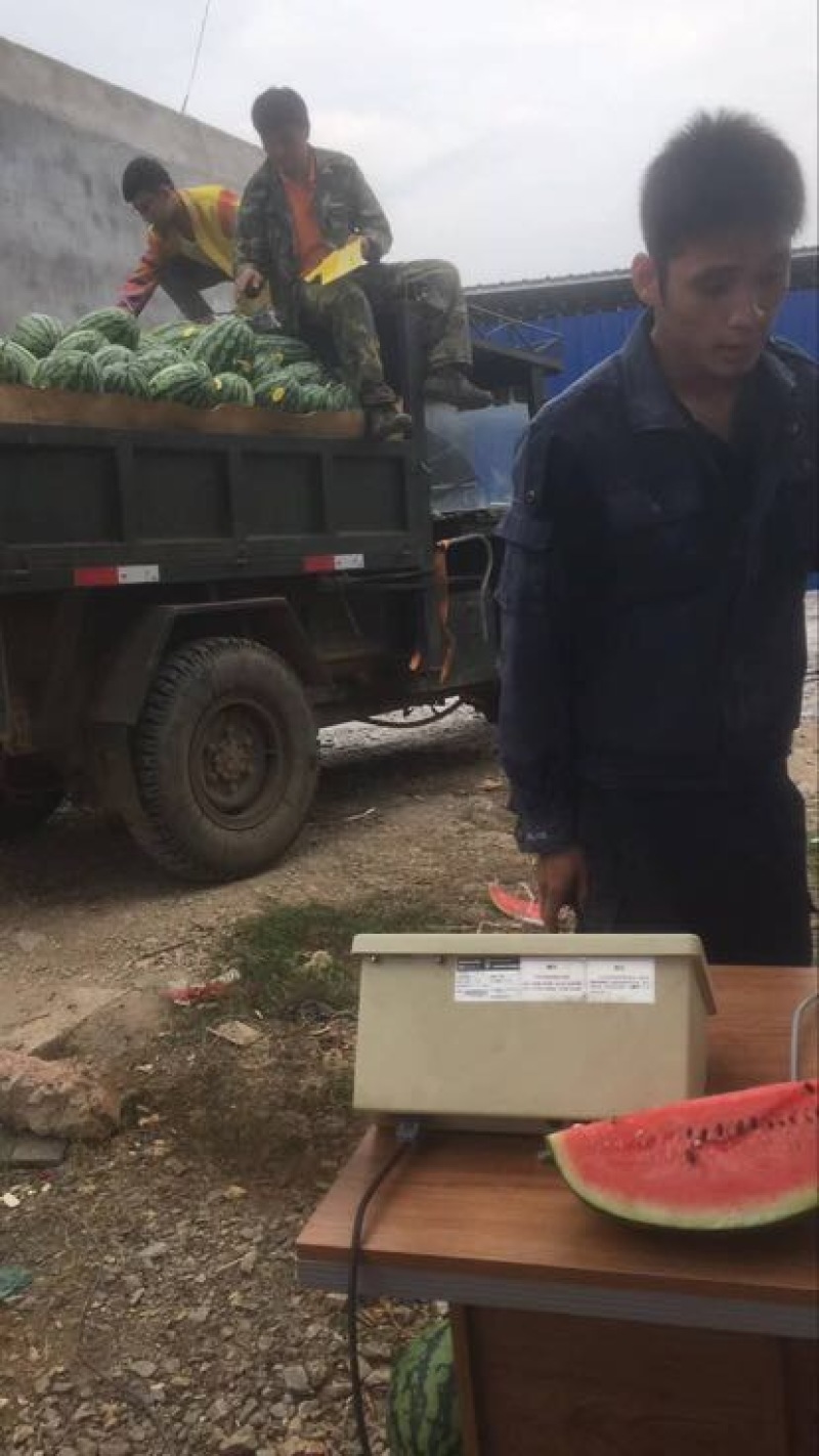 黑美人西瓜8斤打底8成熟1茬