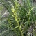兰花