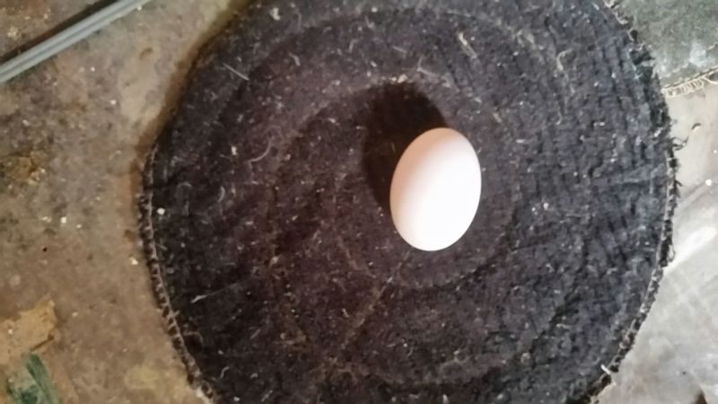 ·种鸽食用玉米等原粮生产出的新鲜鸽蛋