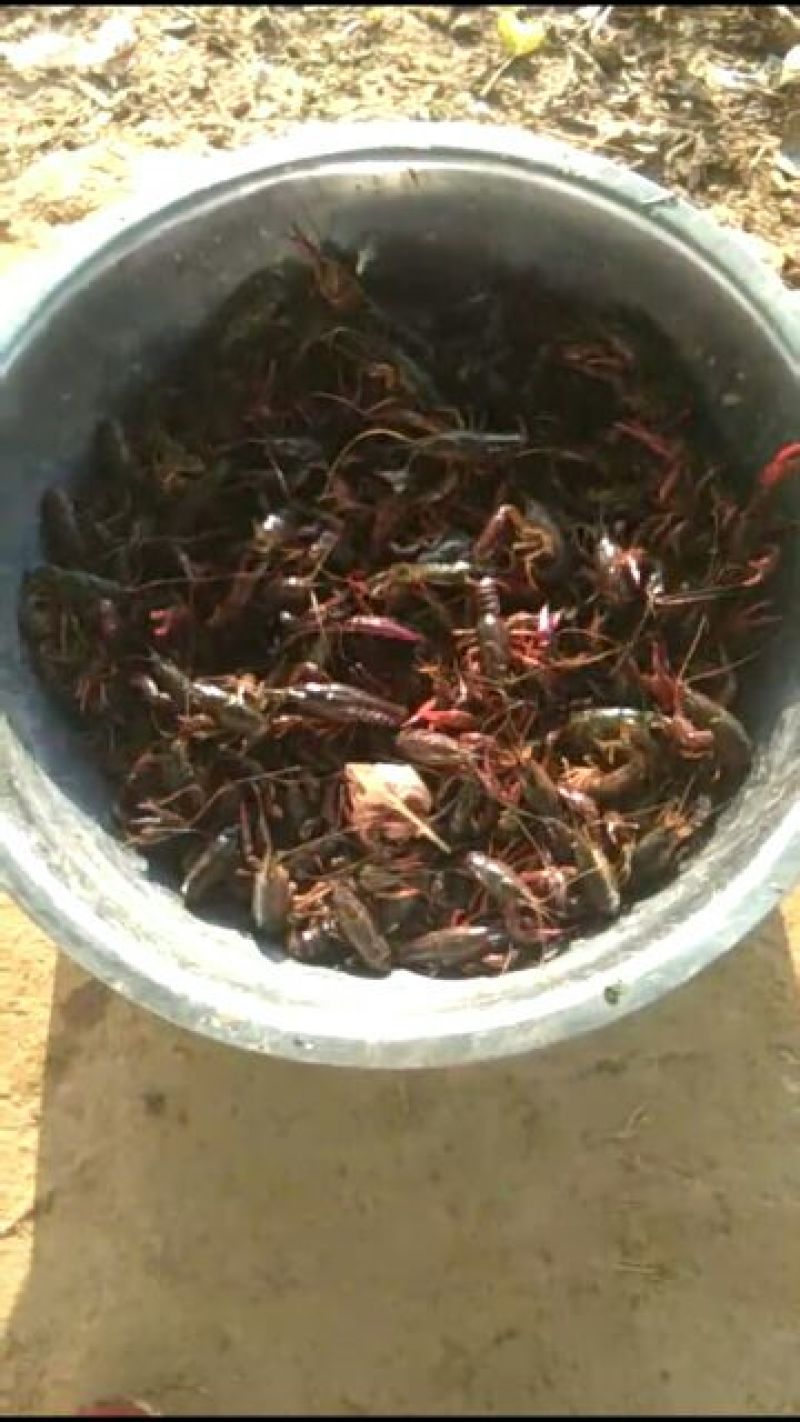 大龙虾13~15只/kg