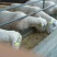杜泊羊出售及技术推广全国免费预约，免费运输
