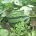 8424西瓜5斤打底9成熟1茬
