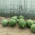 特小凤西瓜2斤打底9成熟2茬