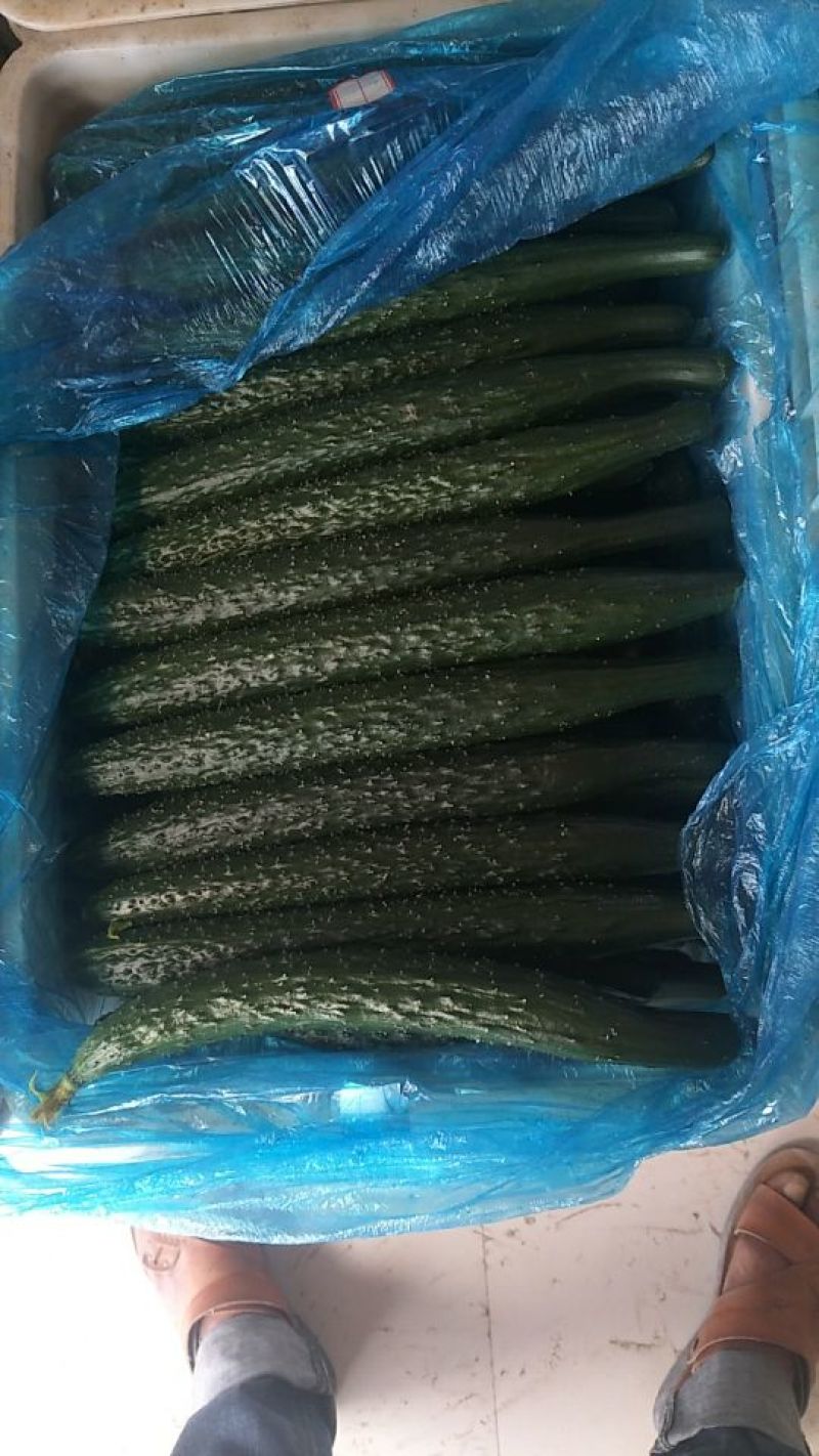 精品密刺黄瓜基地直发货源充足品质保证欢迎选购