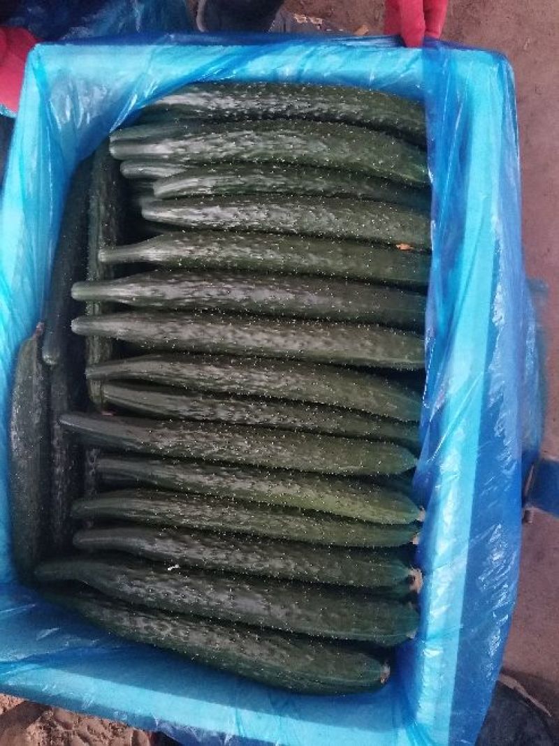 精品密刺黄瓜基地直发货源充足品质保证欢迎选购