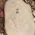 毛石