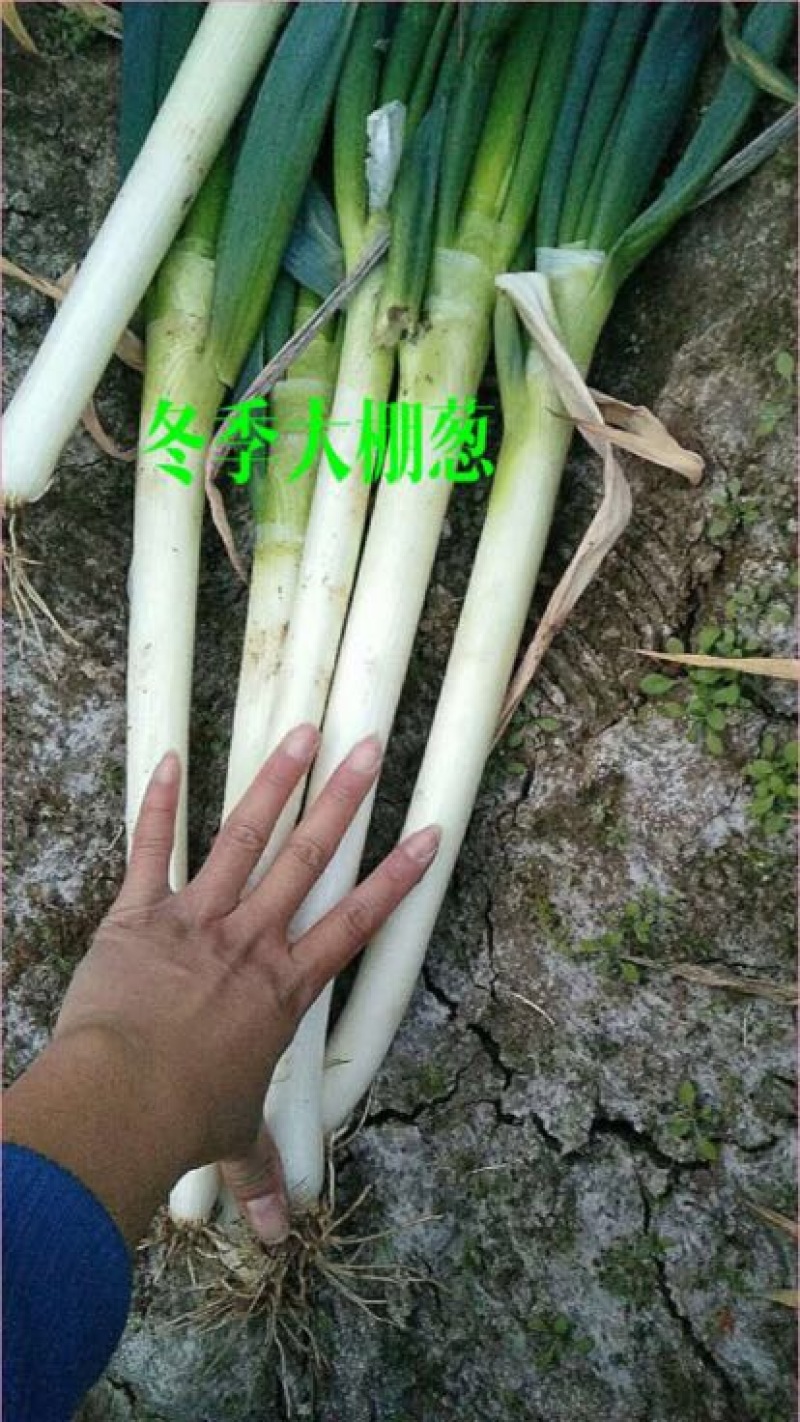 山东安丘铁杆大葱钢葱日本葱毛葱40cm以上产地直发