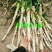 山东安丘铁杆大葱钢葱日本葱毛葱40cm以上产地直发