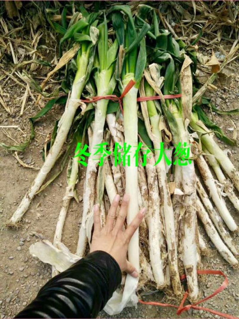 山东安丘铁杆大葱钢葱日本葱毛葱40cm以上产地直发