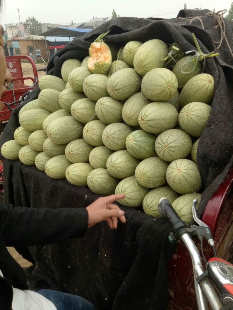 西州蜜瓜1斤以上长圆形