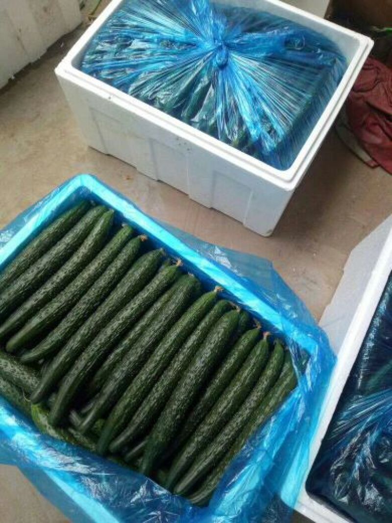 【密刺黄瓜】嫁接油亮基地直发，质量保证