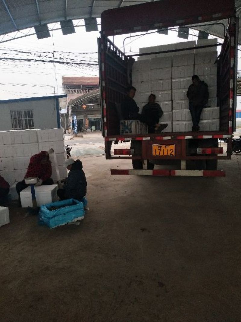 【密刺黄瓜】嫁接油亮基地直发，质量保证