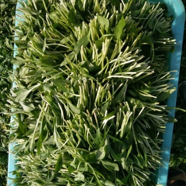 马兰头5~10cm
