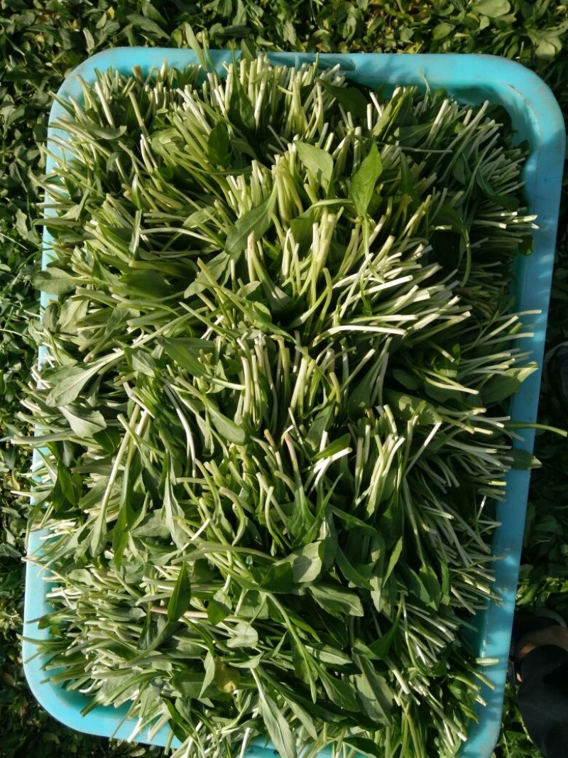 马兰头5~10cm